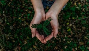 Deux mains tenant une petite plante verte en terre, avec un fond naturel de feuillage et de terre.