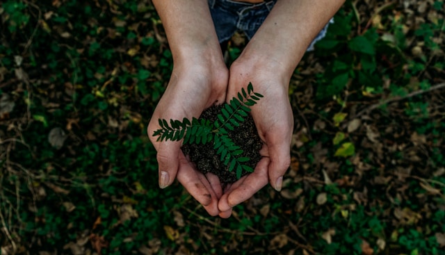 Deux mains tenant une petite plante verte en terre, avec un fond naturel de feuillage et de terre.