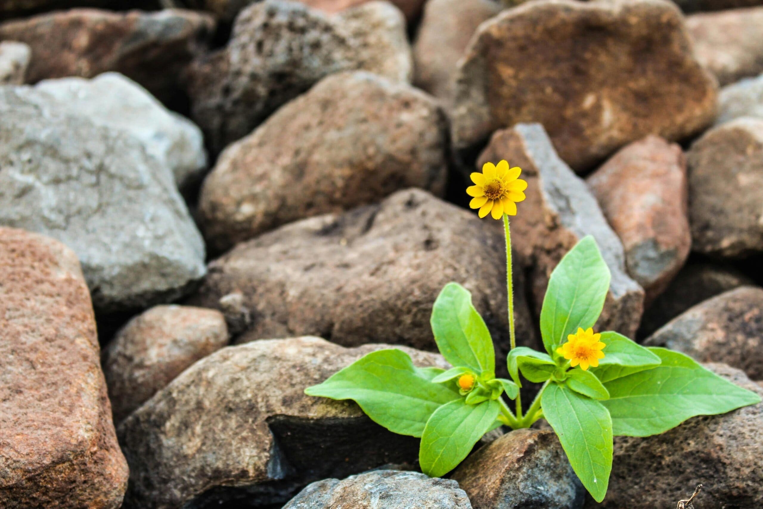 Une fleur jaune éclot sur un sol rocailleux, entourée de feuilles vertes, symbolisant la résilience et la force de la nature en milieu hostile.