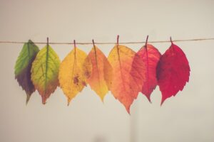 feuilles de différentes couleurs