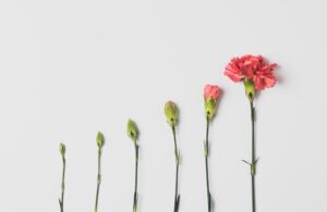 succession de fleurs de plus en plus grandes