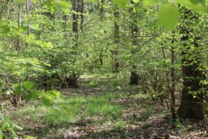 Vue d'une forêt gérée par Ecotree