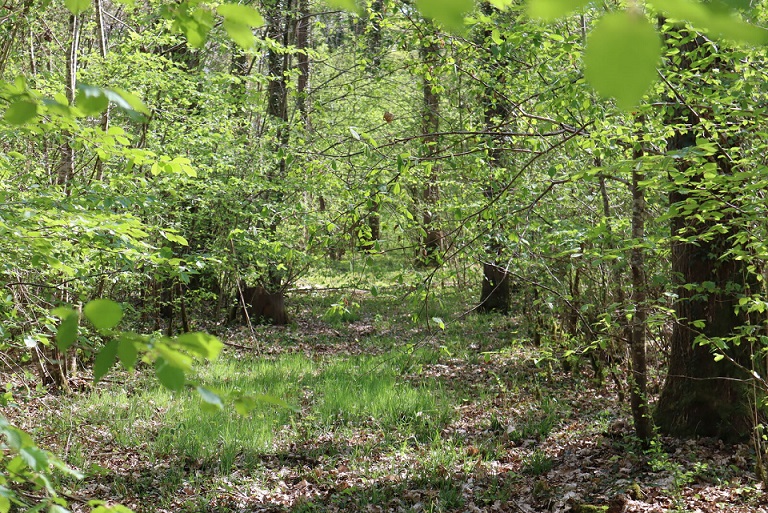 Vue d'une forêt gérée par Ecotree