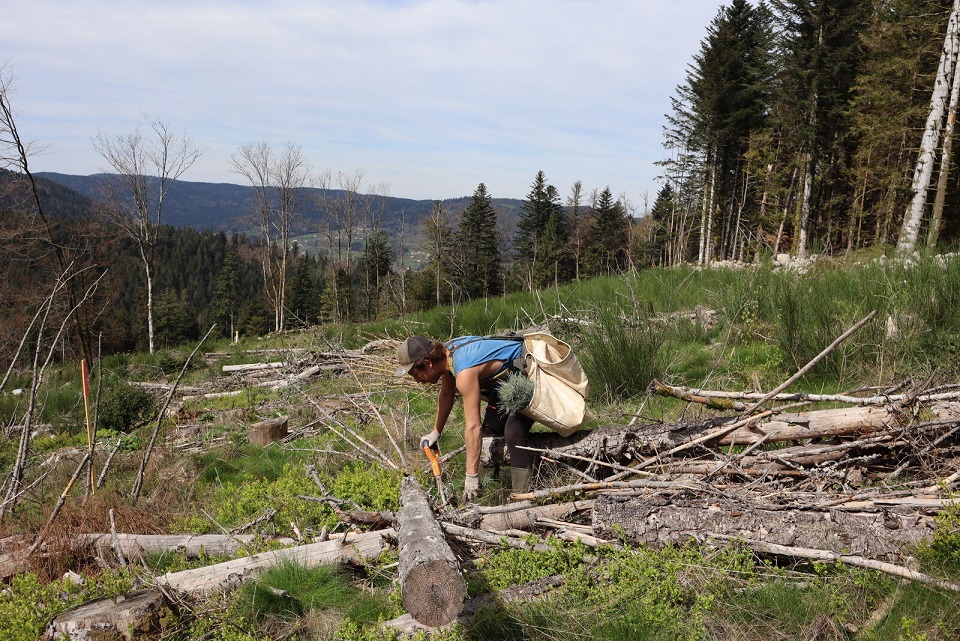 Personne en train de travailler dans une forêt