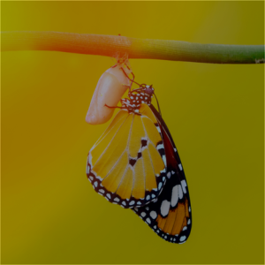 Un papillon jaune et noir sort de sa chrysalide suspendue à une tige, sur fond flou de couleurs chaudes.